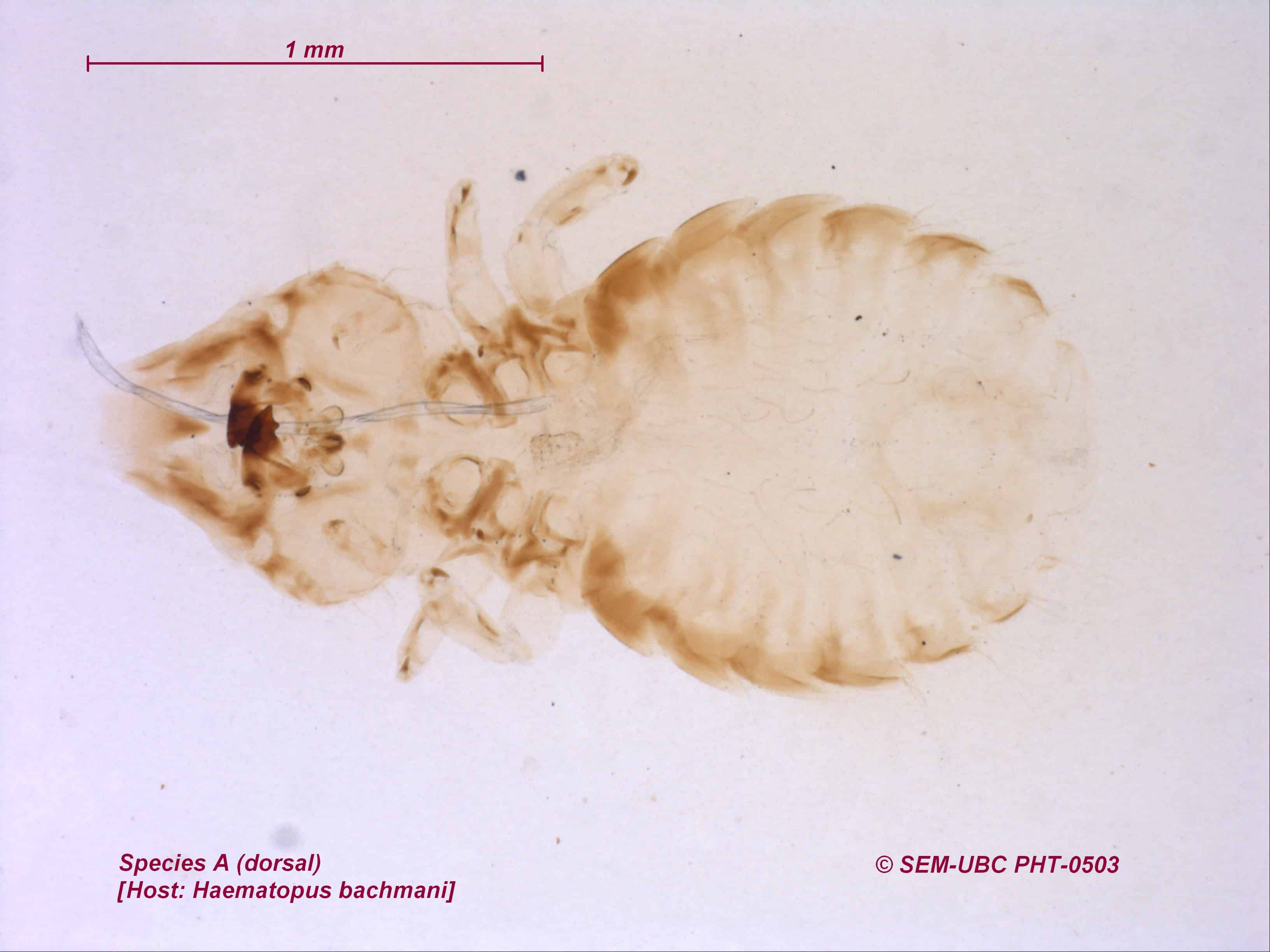 Haematopodidae